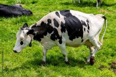 Low price pregnant Holstein heifers offered in bulk supply ideal for dairy farming - Image 2