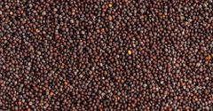 Mustard Seeds - Premium Quality - Image 1