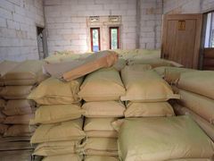 Moringa - Image 5