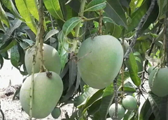 Fresh Mango - Image 2