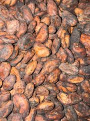 100% Bunong Cacao Beans For Food Beverage And Chocolate Industry Malaysia Supply – product photo 2, product detail gallery