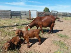 Boer and kalahari goats - Image 5