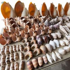Vibrant Color Handicraft Seashells, A - Image 1