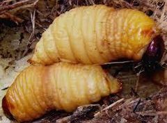 palm weevil larvae - Image 3
