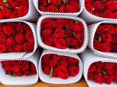 Premium Roses – Hosur (All Colours) - Image 4