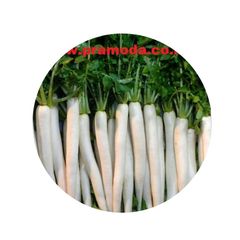 Standard Quality Fresh Radish Exporter from India Address - Type radish Content N/A Color White Style Fresh Model Number - Image 1