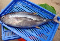 FROZEN YELLOWFIN TUNA WHOLE – product photo 2, product detail gallery