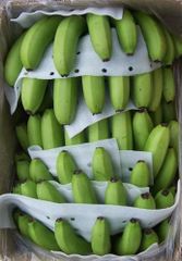 Cavendish Banana – product photo 1, product detail gallery
