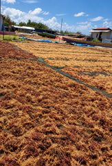 Eucheuma Cottonii Seaweed – Standard, Premium & Bleached Grade – product photo 6, product detail gallery