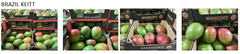 Mango - Image 2