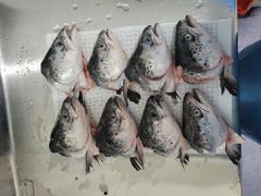 Frozen Salmon heads for export CIP Main port Asia - Image 5