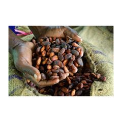 Best Quality Wholesale Cocoa Beans For Sale In Cheap Price - Image 1