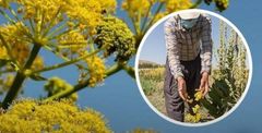 Available Products Galbanum Resin (Ferula gummosa) – Lump, Tear, and Semi-Solid Grades Asafoetida (Hing) – Pure, Semi-compounded, and Powder Mastic (Pistacia atlantica Resin) Tragacanth Gum – Ribbon & Flake (High-viscosity grades available) Gum Arabic (Persian Acacia) Ammoniacum Resin Other wild-harvested Iranian natural resins upon request; - Image 2