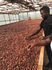 High-Quality Organic Certified Cocoa Beans Wholesale Product - Image 1