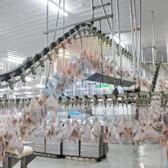100bph to 13000bph Abattoir Meat Processing Machine Slaughtering Chicken Quail Rabbit Animal Poultry Killing Slaughter Chicken Plucker Machine - Image 5