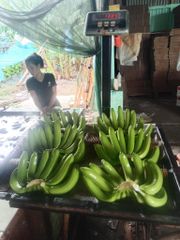Fresh Green Banana - Image 2