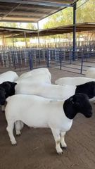 Best Wholesale Price Full Blood Black Head Dorper Sheep For Sale and Export Worldwide - Image 5