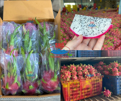 Vietnam Fresh Dragon Fruit, Global Exporter, Best Wholesale Price – product photo 2, product detail gallery