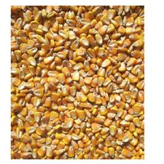 Common Cultivate Poultry Feed Yellow Corn Suppliers Yellow Maize for Animal - Image 1