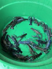 Red claw crayfish Origin Indonesia Price M ($65), L ($100) Size Range M (4-6 Inch), L (8-10 - Image 2