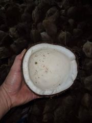 Semi Husked Coconut - Image 4
