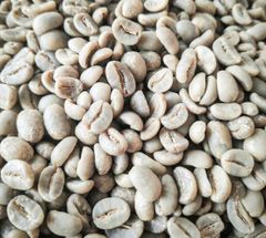 Global Agrinesia Abadi – Authentic Java Origin Green Coffee Beans Arabica & Robusta | Indonesian Terroir Series – product photo 6, product detail gallery