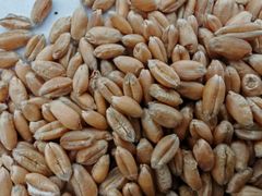 wheat Type wheat Packaging 50kg W Value Min 180 Bug Damage Max 1.5% Broken Grains Max 4.0% Foreign Matter Max 2.0% Moisture Content Max 13% - Image 5