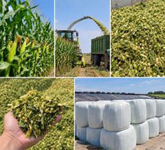 Corn Silage - Image 1