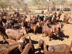 Wholesale Kalahari Goats Superior Meat Breed Goats for Sustainable Livestock For Bulk Export Worldwide - Image 4