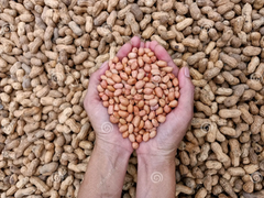 Organic Groundnut - Image 2