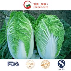 Delicious Frozen Chinese Cabbage Size 1.5kg Kind Fresh Color Green Origin China Trademark GOGO HS Code 0706100001 Storage Method - Image 2