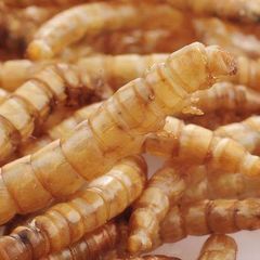 dried mealworm - Image 5