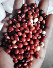 Pigeon Peas - Image 2