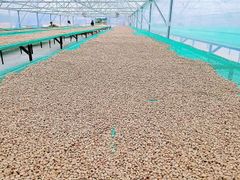 ROBUSTA - Image 3