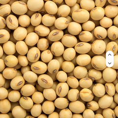 Bulk Organic Dried Soybeans Premium Quality Best 25kg 24 Months Shelf Life for Agricultural Trade and Food Processing - Image 2