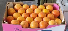 FRESH CLASS 1 EXPORT QUALITY GRAPEFRUITS FOR EXPORT!! New Crops Ready for Export Internationally - Image 3