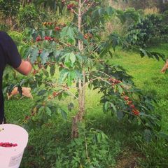 Organic Arabica Coffee Bean Color Green Grade A and B Weight (kg) 50 Variety Arabica Type Coffee Bean Model Number BPL Brand Name - Image 4