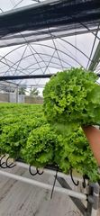 Fresh Hydroponic Green Leaf Lettuce — 100% Pesticide-Free - Image 2