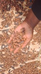 Cameroon Cocoa Beans – Grade 1 & Grade 2 – Traceable Origin - Image 1