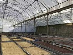 Famously Premium First Grade Wild Civet Arabica Coffee Beans Whole Bean Caffeinated Luwak Coffee from Indonesia - Image 2