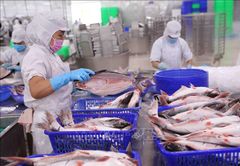 Best Price IFQ Freezing Pangasius Fillet Steak New season from Vietnam wholesale/ Frozen Swai fish - Image 5