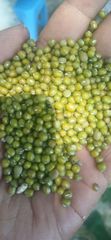 Green mung bean Ethiopian origin showarobit type new crop - Image 2