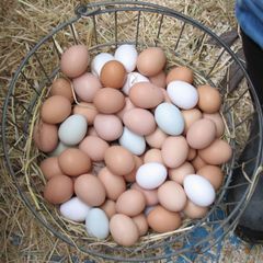 Export Ready Fresh Table Chicken Eggs Carefully Packed Chicken Eggs Supporting Reliable Supply For Global Trade - Image 2