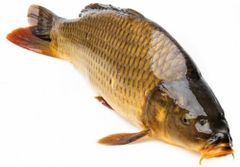 FRESH FROZEN CARP - Image 1