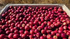 CLASS 1 Export Quality FLASH GALA Apples for sale!! NEW CROPS in South Africa! 100% Organic - Image 3