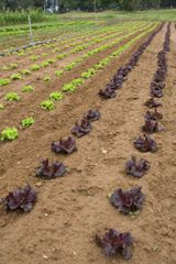 Red Lollo Rosso Lettuce Color Red Grade Premium Flavor Slightly Bitter Texture Delicate And Frilly Appearance Visually Stunning - Image 3