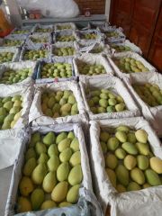 Fresh MangoPremium Quality Mango 100% Fresh Fruits - Linda Whatsap 0084 989 322 607 – product photo 6, product detail gallery