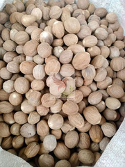 Nutmeg - Image 1