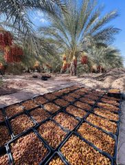 Premium Libyan Degla Dates – Export Quality - Image 2
