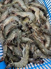 Fresh & Frozen Tiger Prawns Available. - Image 3